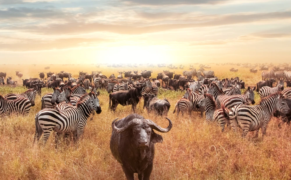 5 Days Serengeti National Park Safari