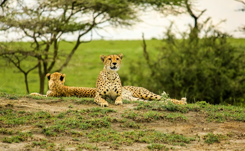 4 Days Serengeti National Park Safari
