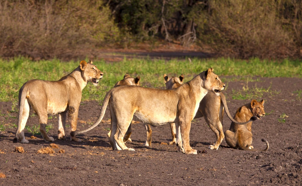 3 Days Nyerere National Park Safari