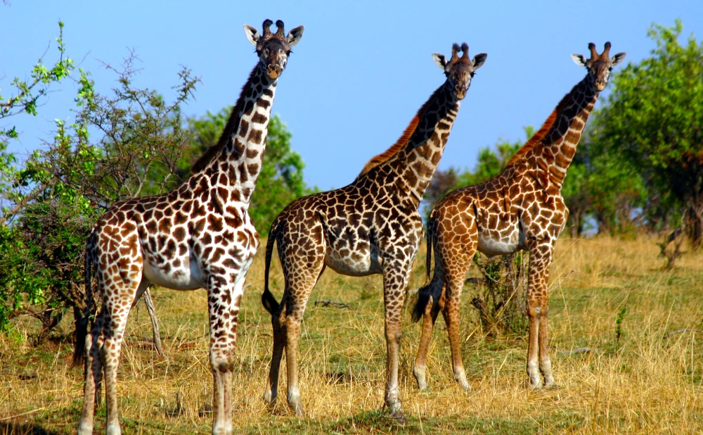 3 Days Mikumi National Park Safari