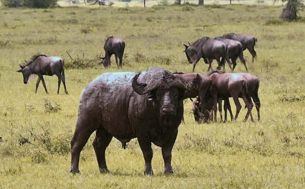 4 Days Mikumi and Udzungwa National Park Safari