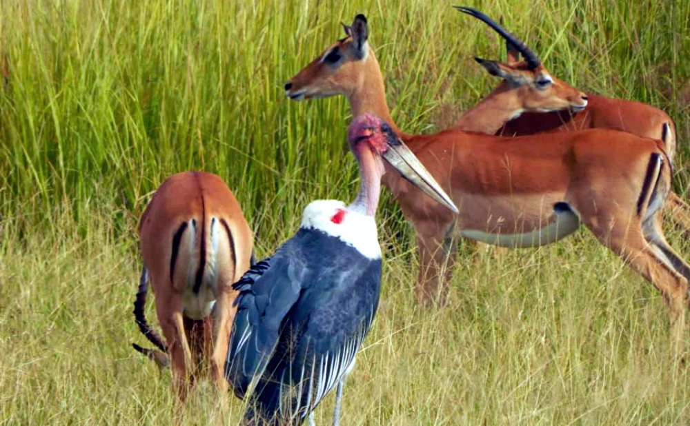 5 Days Mikumi and Udzungwa National Park Safari