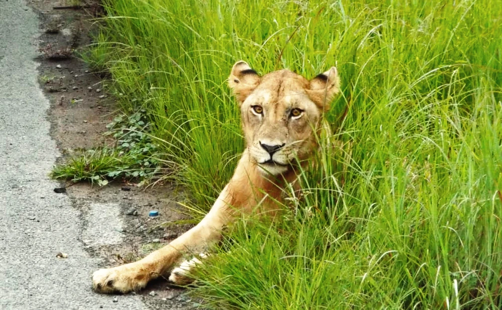 6 Days Nyerere and Mikumi National Park Safari