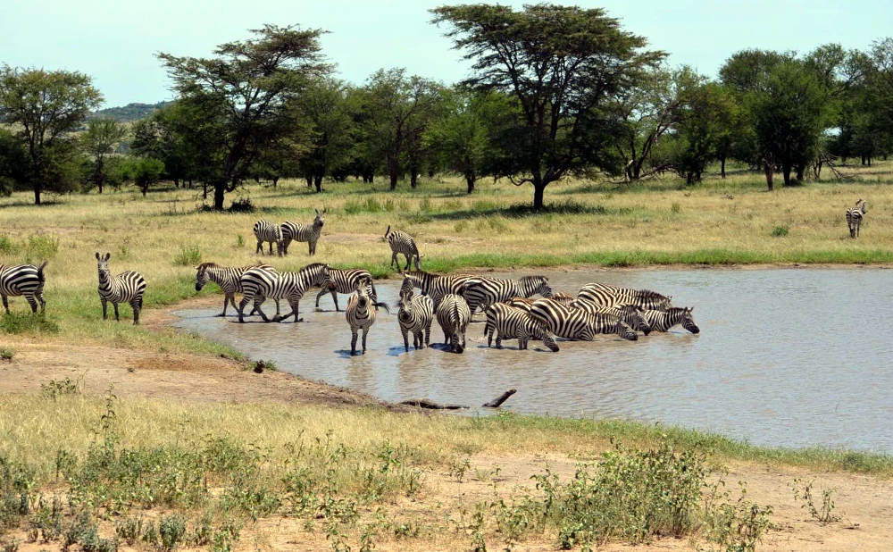 8 Days Mikumi, Udzungwa & Ruaha National Park Safari