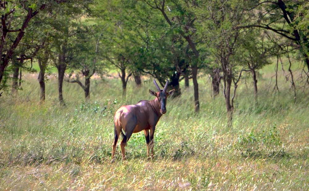10 Days Nyerere, Mikumi, Udzungwa & Ruaha National Park Safari