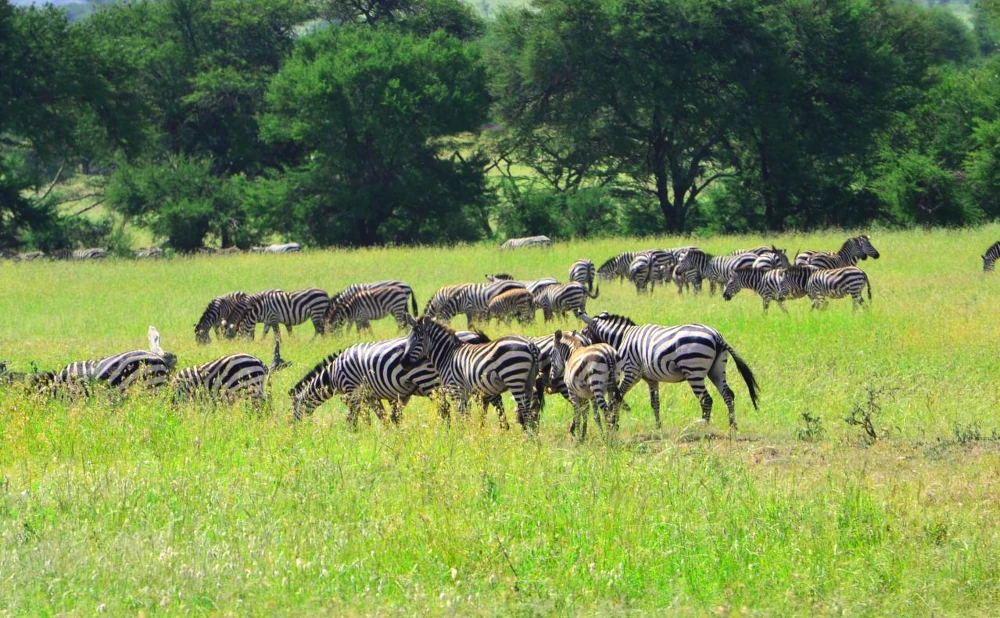 4 Days Nyerere National Park Safari