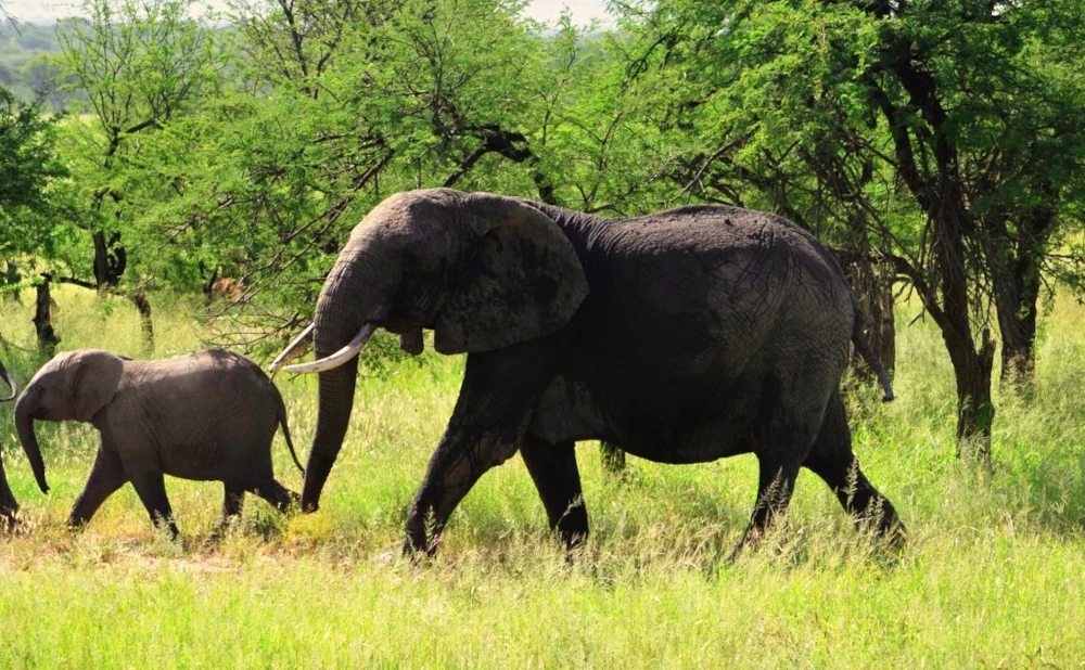 What to wear on a Tanzania safari