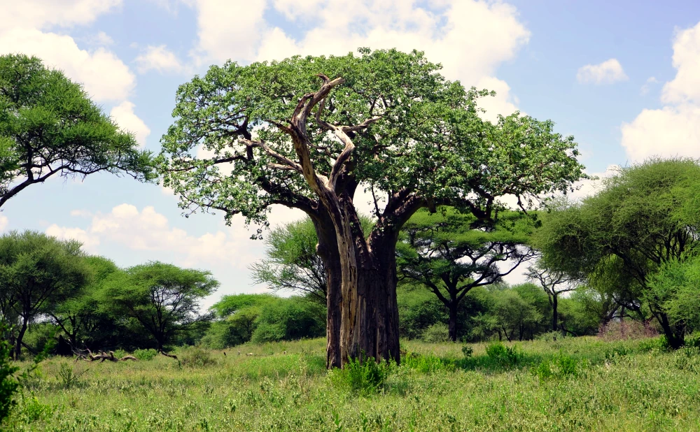 Tarangire National Park