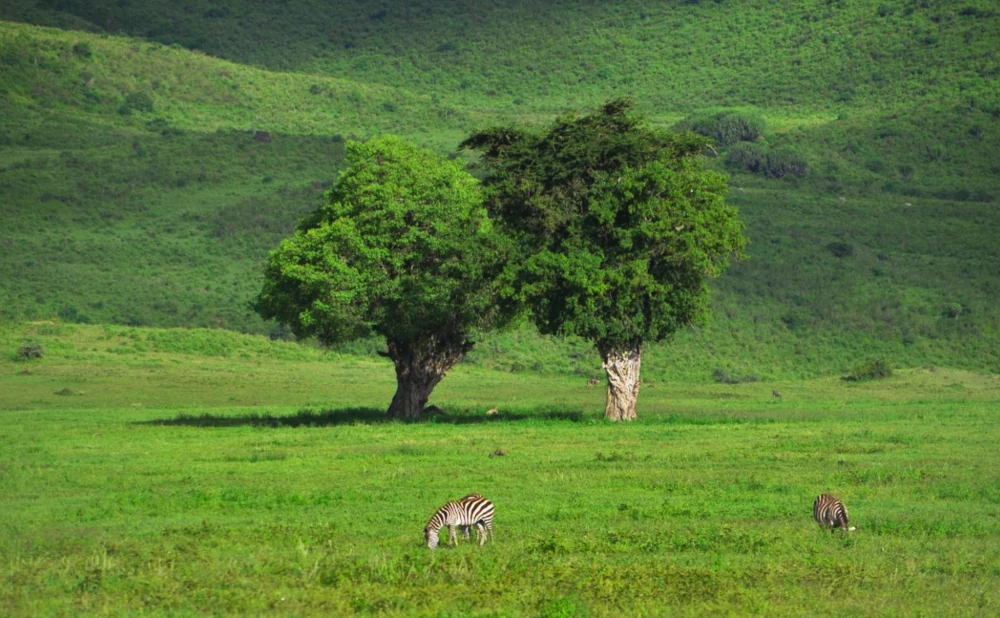 Ngorongoro Conservation Area