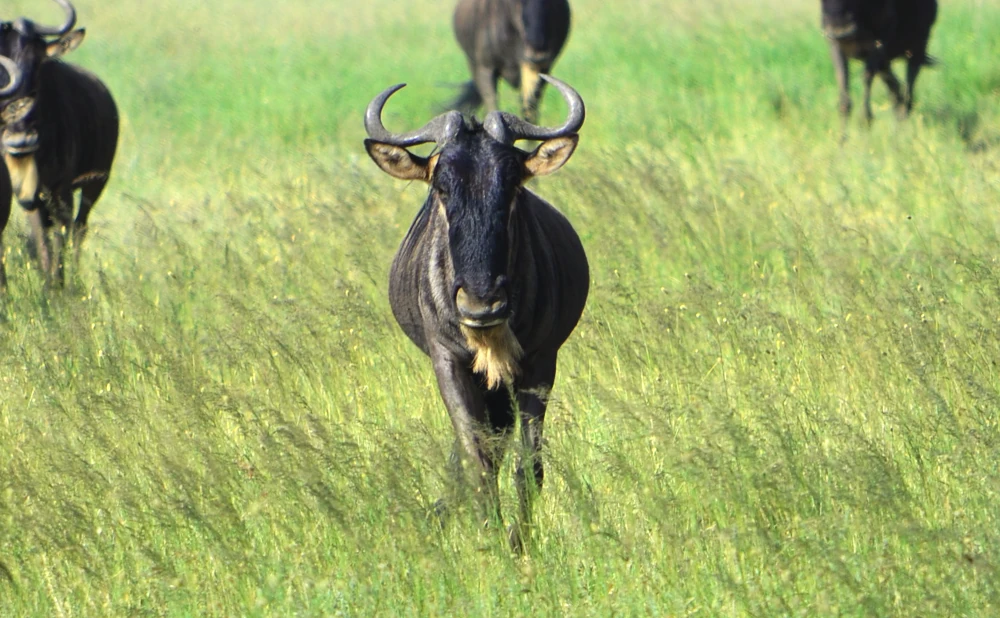 Serengeti National Park