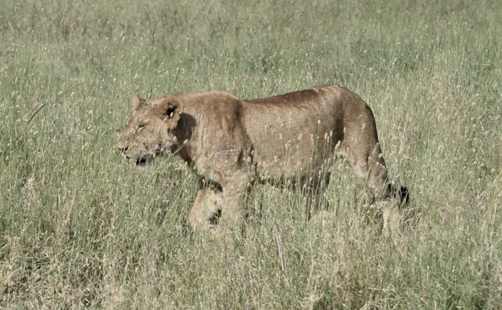 Mikumi National Park